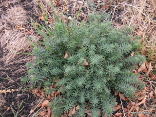 Monte_Nero_degli_Zappini - 23-10-2012 12-25-15.JPG